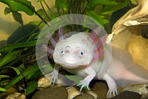 Underwater Axolotl portrait close up in an aquarium. Mexican walking fish. Ambystoma mexicanum.