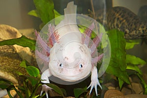 Underwater Axolotl portrait close up in an aquarium. Mexican walking fish. Ambystoma mexicanum.