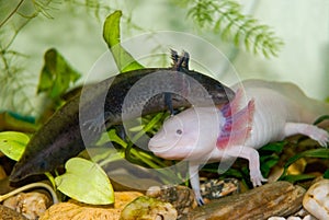 Underwater Axolotl portrait close up in an aquarium. Mexican walking fish. Ambystoma mexicanum.