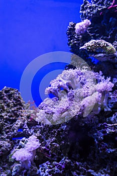 Underwater background with Flower Soft Corals