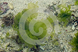 Underwater Background of sea grass in blue water. Green grass sandy bottom the clear water