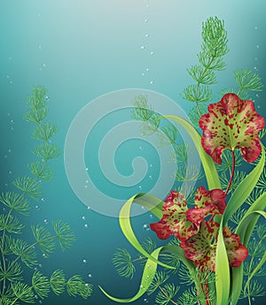 Underwater Background with sea plants.