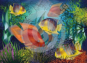 Underwater background with tropical fish, Red Parrot and Royal angelfish, vector