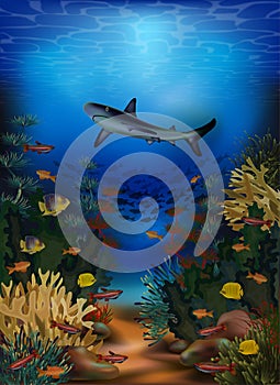 Underwater banner with shark and tropical fish, vector