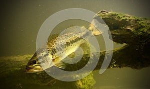 Underwater bass fish