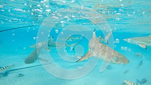 UNDERWATER: Beautiful shot of blacktip sharks and stingrays roaming the ocean.