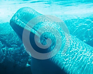 Underwater Beluga Whale