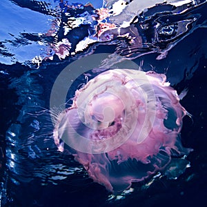 Underwater blue background with pink jellyfish