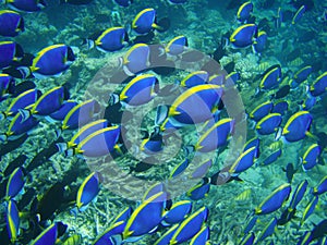 Underwater: blue fish