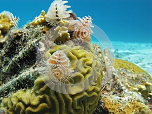 Underwater Bonaire