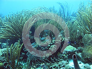 Underwater Bonaire