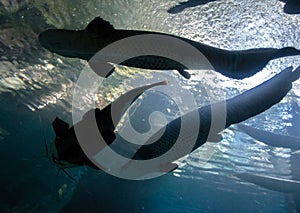 Underwater bottom-top silhouette of a big catfish and tarpon fish