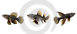 underwater bristlenose pleco fish animal
