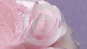 Underwater bubbles on rose petals. Stock footage. Delicate pink rose petals with bubbles. Close-up of bubbles on rose