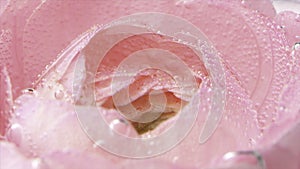 Underwater bubbles on rose petals. Stock footage. Delicate pink rose petals with bubbles. Close-up of bubbles on rose
