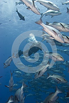 Underwater cameraman filming.