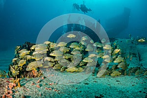 Underwater Caribbean life