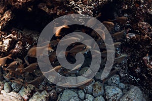 Underwater cave with school of fish in tropical ocean