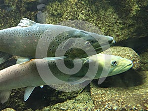 Underwater close up of brown trout and Danube salmon.