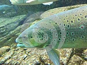 Underwater close up of brown trout and Danube salmon.