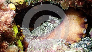 Underwater close up of a Common Octopus Vulgaris in natural habitat