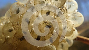 Underwater close-up of a frogspawn in a lake