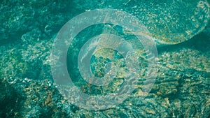 Underwater close up of a green sea turtle feeding at isla Santiago