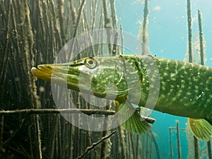 Underwater close up of a Northern Pike (Esox Lucius