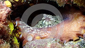 Underwater close up of an Octopus Vulgaris in front of a cave.