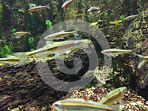 Underwater close up of redside dace.