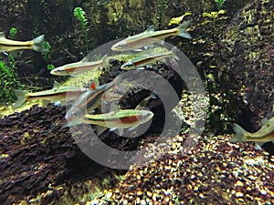 Underwater close up of redside dace.