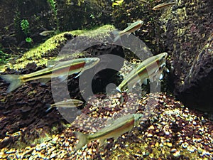 Underwater close up of redside dace.