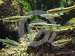 Underwater close up of redside dace.