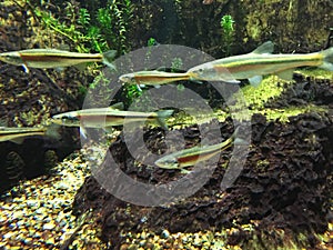 Underwater close up of redside dace.