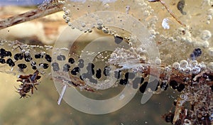 Underwater close-up of a spawning line of toads in a lake