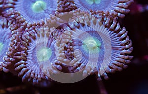Zoanthid soft coral