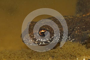 Underwater closeup on a Danube crested newt, Triturus dobrogicus