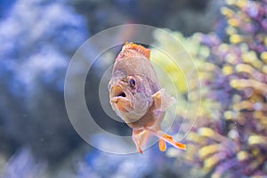 Underwater Closeup Image Of Colorful Exotic Fish In Aquarium