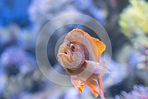 Underwater Closeup Image Of Colorful Tropical Fish In Aquarium
