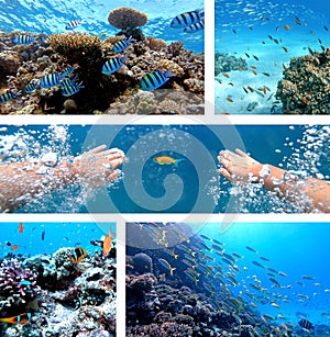 Underwater collage with diver swimming, exotic fishes and coral reef of the Red Sea