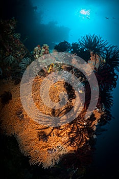 Underwater colours and shapes found on the reef in Bali