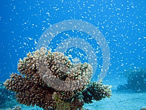 Underwater Confetti
