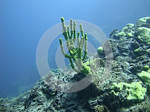 Underwater coral
