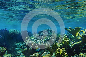 Underwater Coral photo