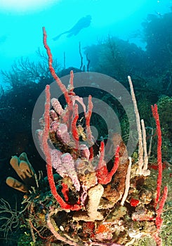 Underwater coral