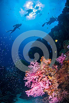Underwater coral with bright color fish.