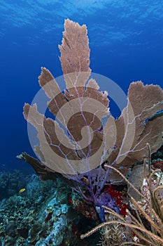 Underwater coral, Cayos Cochinos, Honduras photo
