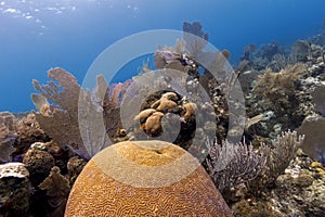 Underwater coral garden, Cayos Cochinos, Honduras photo