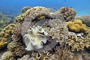 Underwater coral garden