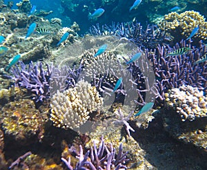 Underwater Coral Garden & Tropical Fish